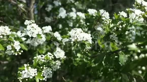 白山楂在春季开花视频的预览图