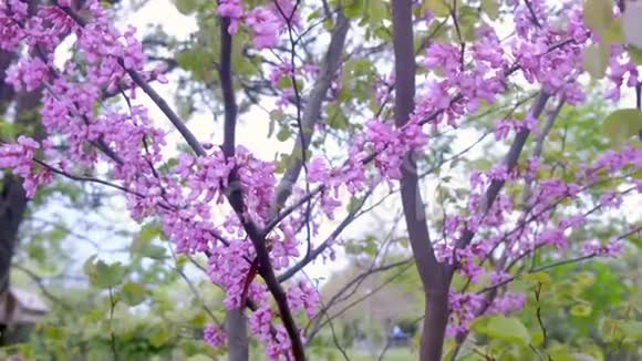 桃花树枝条上生长着花朵开了花开了花视频的预览图