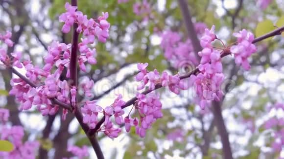 桃花树枝条上生长着花朵开了花开了花视频的预览图