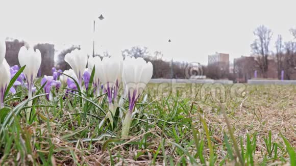 城市公园里白色和蓝色娇嫩的春暖花开背景模糊的人走过视频的预览图