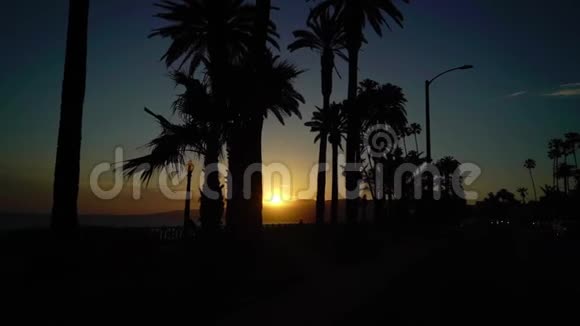 海滩日落时的棕榈树视频的预览图
