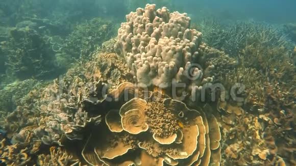 雄伟生长的珊瑚视频的预览图