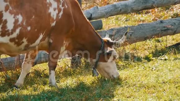 有趣的红白牛脖子上有一个大金属铃铛在自制的木栅栏附近吃草视频的预览图