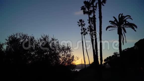 海滩日落时的棕榈树视频的预览图