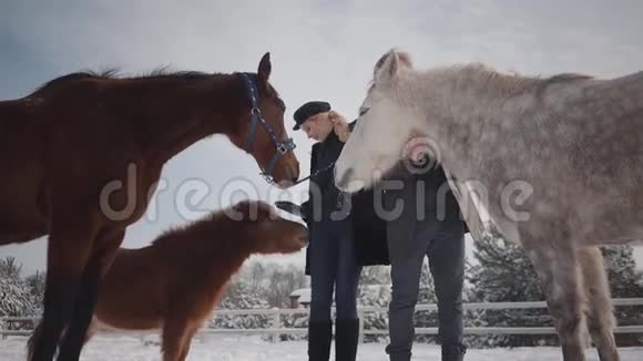 在冬季一对年轻夫妇在乡村牧场上抚摸马匹一男一女带着马走着视频的预览图