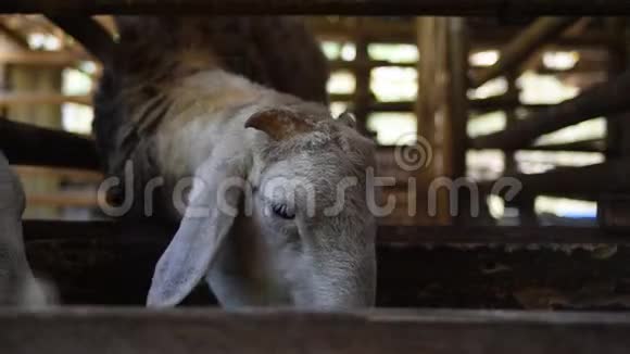 传统农场里的山羊印度尼西亚传统牲畜饲养视频的预览图