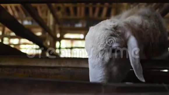 传统农场里的山羊印度尼西亚传统牲畜饲养视频的预览图