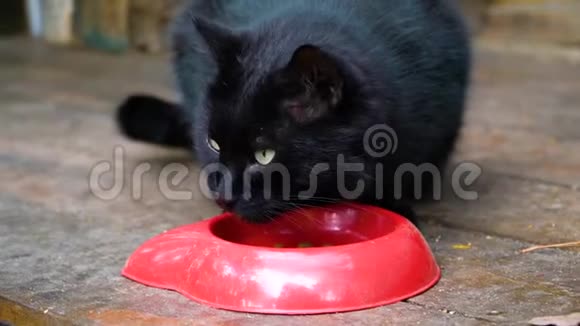一只黑街猫从碗里吃出来环顾四周视频的预览图