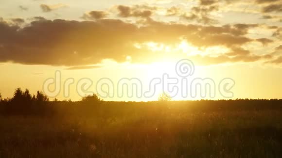 日落过度傍晚夏天的太阳田野草地昆虫和行云流水视频的预览图