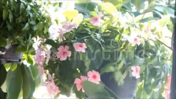 美丽的盛开的红花夏日花视频的预览图