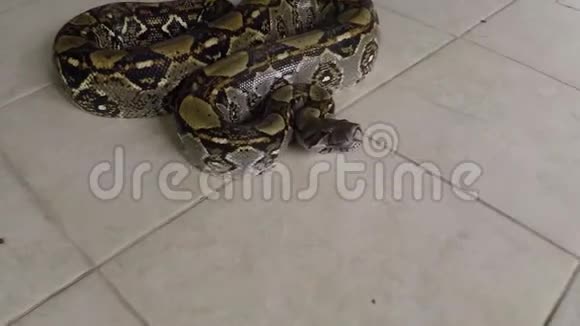 哥斯达黎加蟒蛇特写视频的预览图