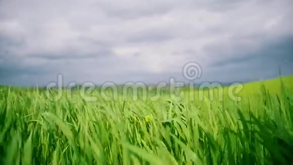 碧空下绿草地草在风中摇曳视频的预览图