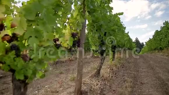 移动跟踪万向节拍摄的一排排葡萄酒葡萄藤与红葡萄酒葡萄生长在他们的阳光照耀视频的预览图