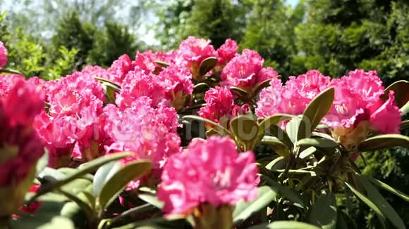 粉红色杜鹃花在春天开花蜜蜂从花头飞到花头视频的预览图