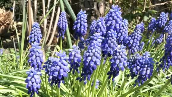 蓝色葡萄风信子在春天开花野生单生蜜蜂视频的预览图