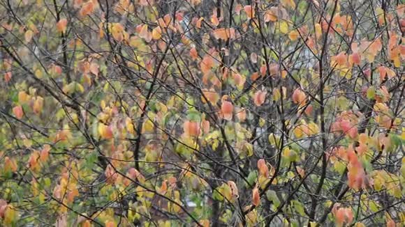 五彩缤纷的秋叶雨后视频的预览图