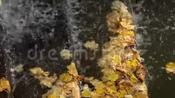 秋天瀑布的水落在黄叶上乌曼索菲夫斯基公园视频的预览图