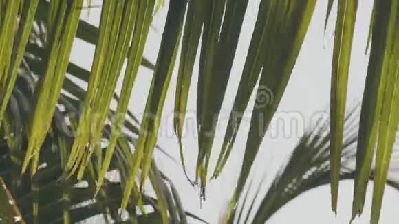可可棕榈叶在风中视频的预览图