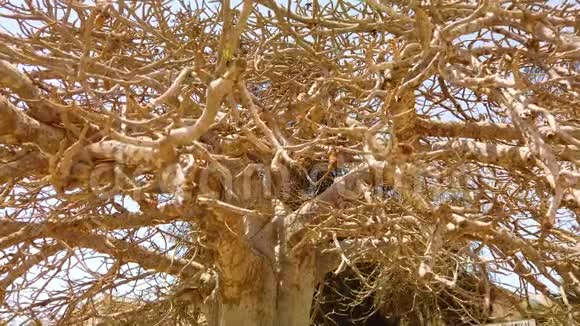非洲大草原干旱平原上大老猴面包树的高清慢动作视频视频的预览图