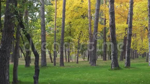 秋天公园里黄叶背景的树干视频的预览图