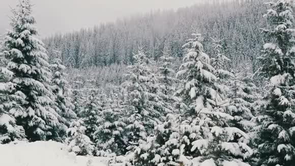 美丽的白色的狂野的白雪覆盖的树梢喀尔巴阡山十月高原第一场雪视频的预览图