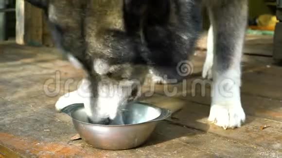 灰色的哈士奇狗像狼从碗里吃视频的预览图