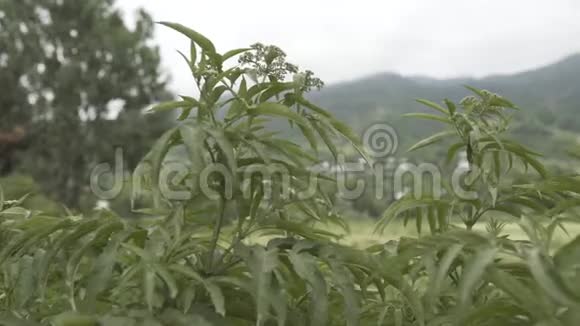 佐治亚州山旁的绿草和鲜花视频的预览图