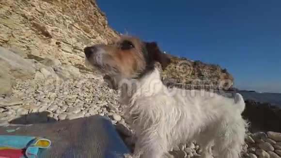 小狗在海滩上吠叫视频的预览图