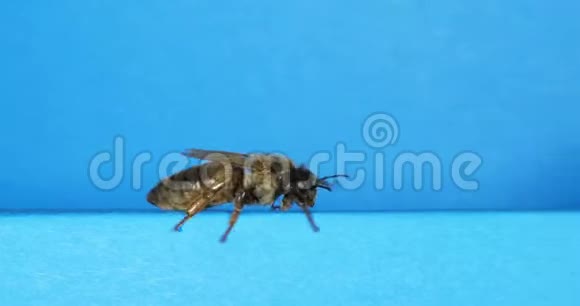 欧洲蜂蜜蜜蜂意大利蜜蜂黑皇后迎着蓝色背景散步诺曼底蜂巢实时4K视频的预览图