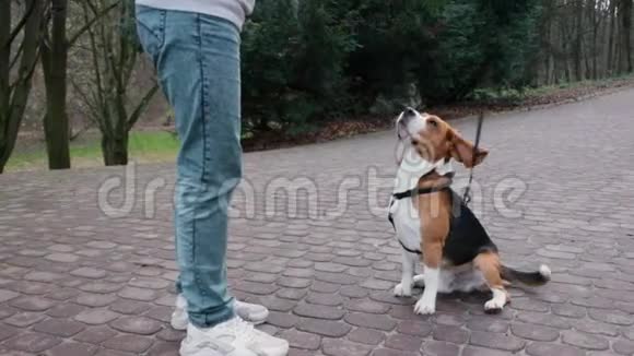 一个男人正在公园里喂他的狗视频的预览图
