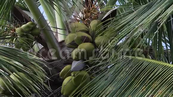 巴哈马猫岛椰子树实时视频的预览图