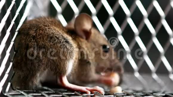 老鼠在捕鼠器里吃坚果视频的预览图