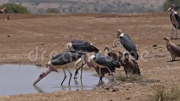 非洲白背秃鹫非洲陀螺站在水洞里的群马拉布鹳牛尾喝酒视频的预览图