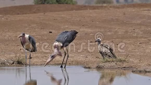 非洲白背秃鹫非洲陀螺站在水洞马拉布鹳海雀喝着酒视频的预览图