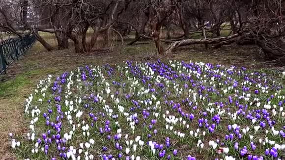 城市公园春天的番红花草地上蓝白相间嫩嫩的嫩嫩的嫩嫩的树视频的预览图