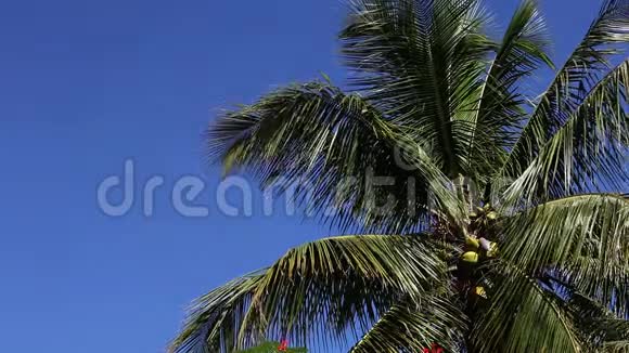 巴哈马猫岛椰子树实时视频的预览图