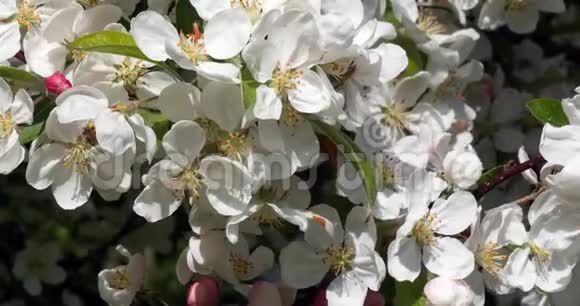 欧洲蜜蜂蜜蜂黑蜂觅食苹果花授粉行为诺曼底卷轴时间视频的预览图