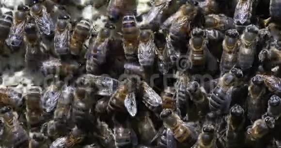 欧洲蜂蜜蜂蜜蜂蜜蜂放在一个架子上它的肺泡里装满了蜂蜜诺曼底实时视频的预览图