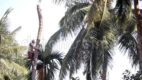 印度男人在棕榈树树干上打盹在天空下视频的预览图