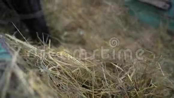 农场马吃干草视频的预览图