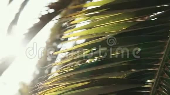 棕榈叶在阳光下视频的预览图