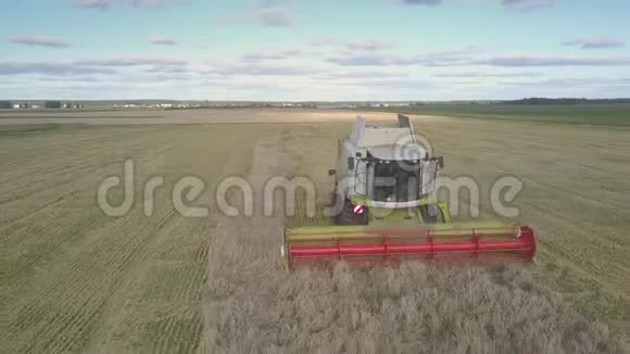 近景现代结合割熟小麦大田视频的预览图