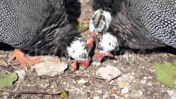 禽场珍珠母鸡群一群自由活动的家养豚鼠寻找食物头盔鸟场视频的预览图