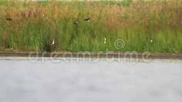 一群沙马丁鱼飞过湖面喝水视频的预览图