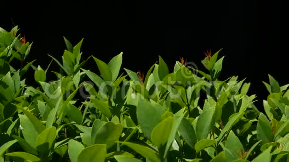 种植在种植园上的绿色植物在黑色背景下生长在种植园上的绿叶植物视频的预览图