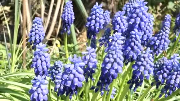 蓝色葡萄风信子在春天开花野生单生蜜蜂视频的预览图