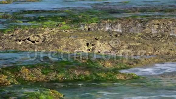 海水用绿色海藻冲刷褐色岩石视频的预览图