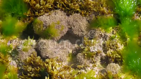 海水中绿色海藻环绕的灰色珊瑚礁视频的预览图