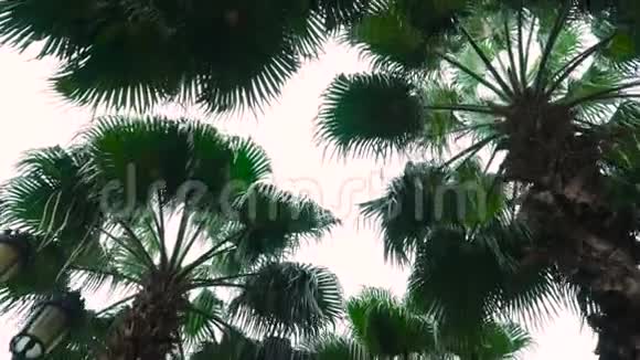 抬头看棕榈树视频的预览图