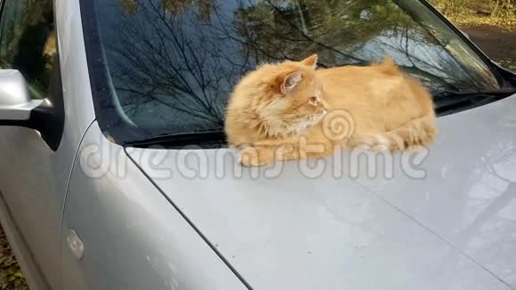 汽车引擎盖上的猫视频的预览图